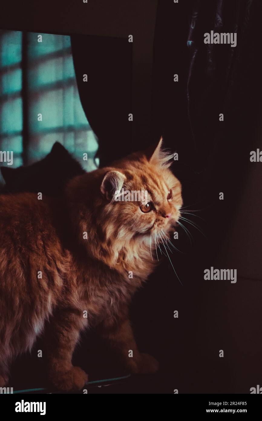 Neugierige Katze Stockfoto