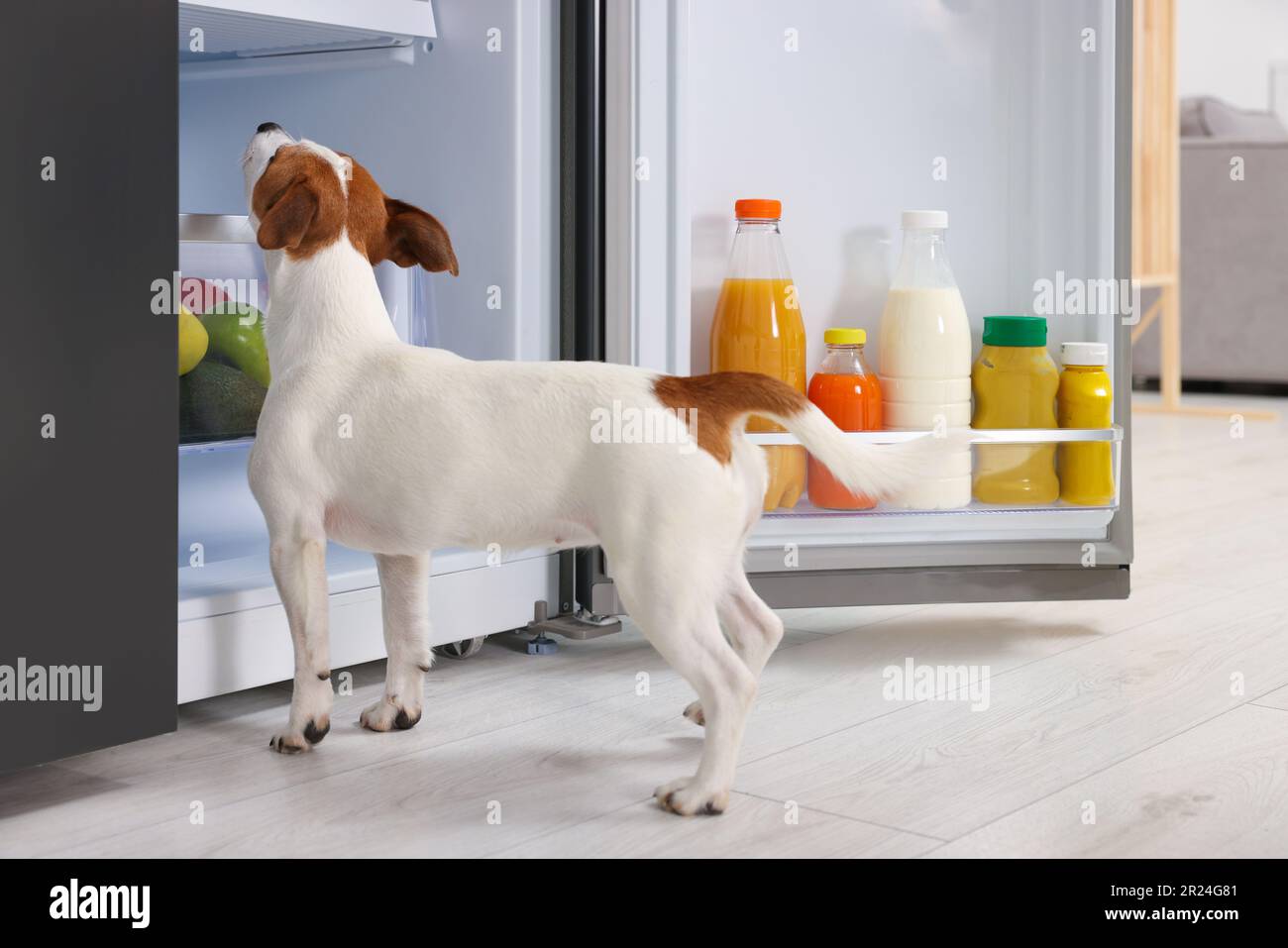 Wunderschöner Jack Russell Terrier, der Essen im Kühlschrank im Haus sucht Stockfoto