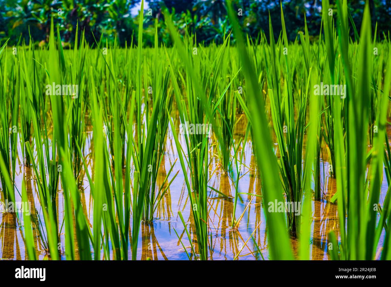 Reisfelder an einem sonnigen Morgen Stockfoto
