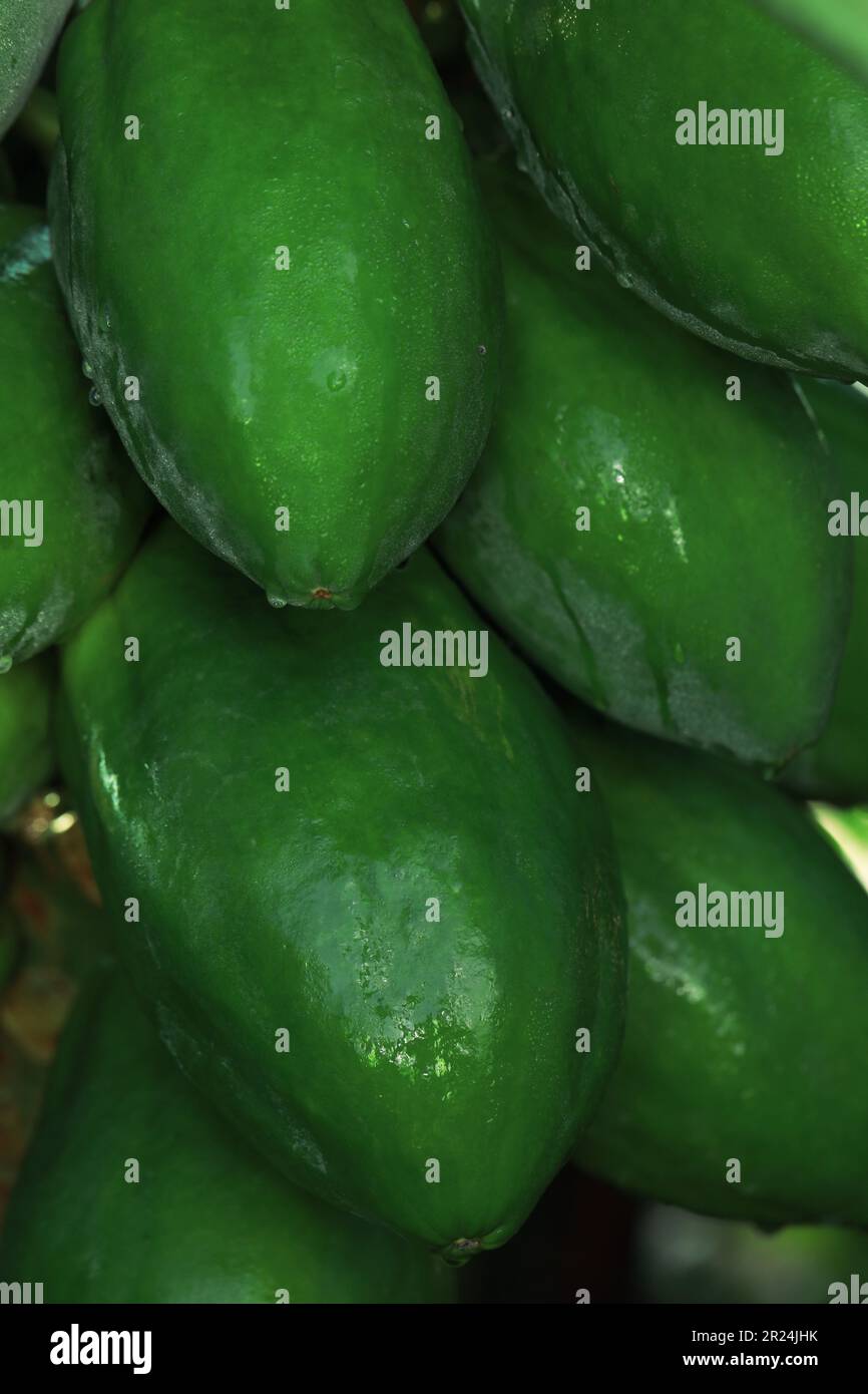 Unreife Papaya-Früchte wachsen auf Bäumen im Freien, Nahaufnahme Stockfoto