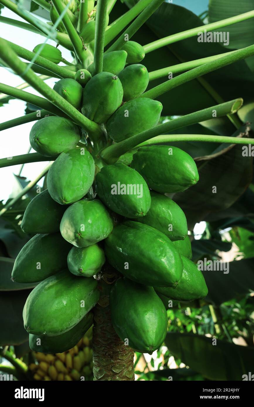 Unreife Papaya-Früchte wachsen auf Bäumen im Freien, Nahaufnahme Stockfoto