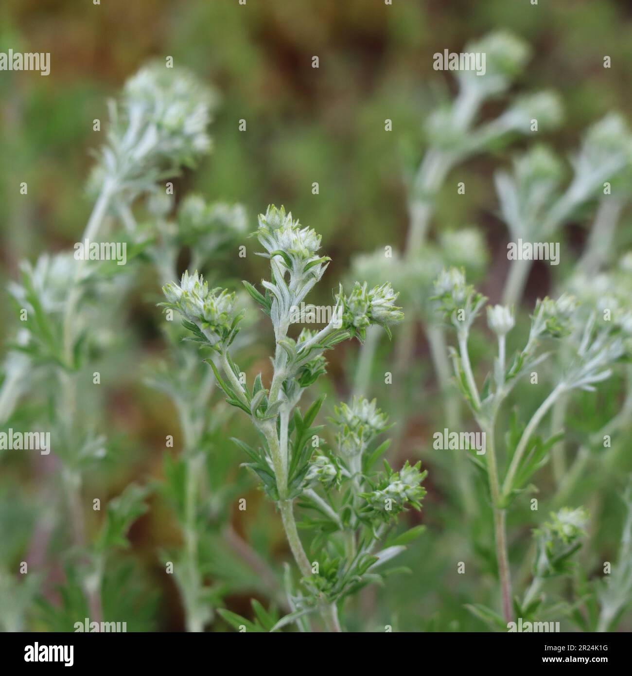 Junger Mugwort auf einer Wiese Stockfoto