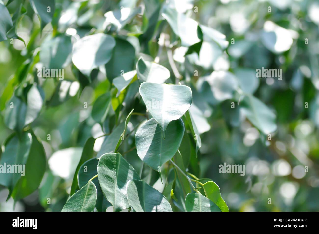 banyan Tree oder Ficus annulata oder Ficus bengalensis Pflanze Stockfoto