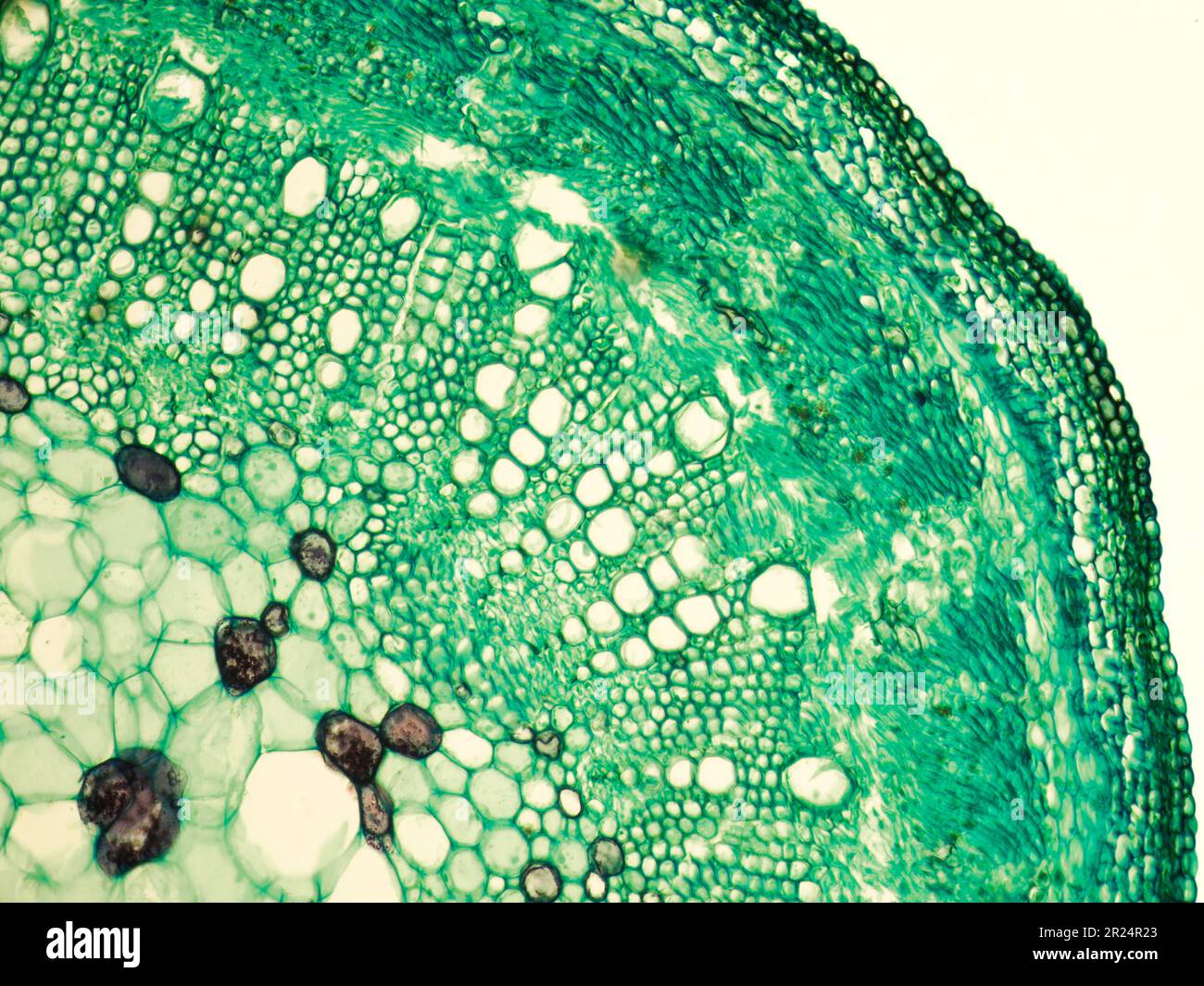 Stiel aus Baumwolle mit X.s. Details unter biologischem optischem Fehlbild Stockfoto