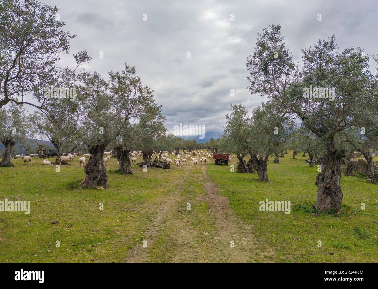 Schafe, die zwischen Olivenbäumen weiden. Sotofermoso Palast Umgebung. Abadia, Caceres, Spanien Stockfoto