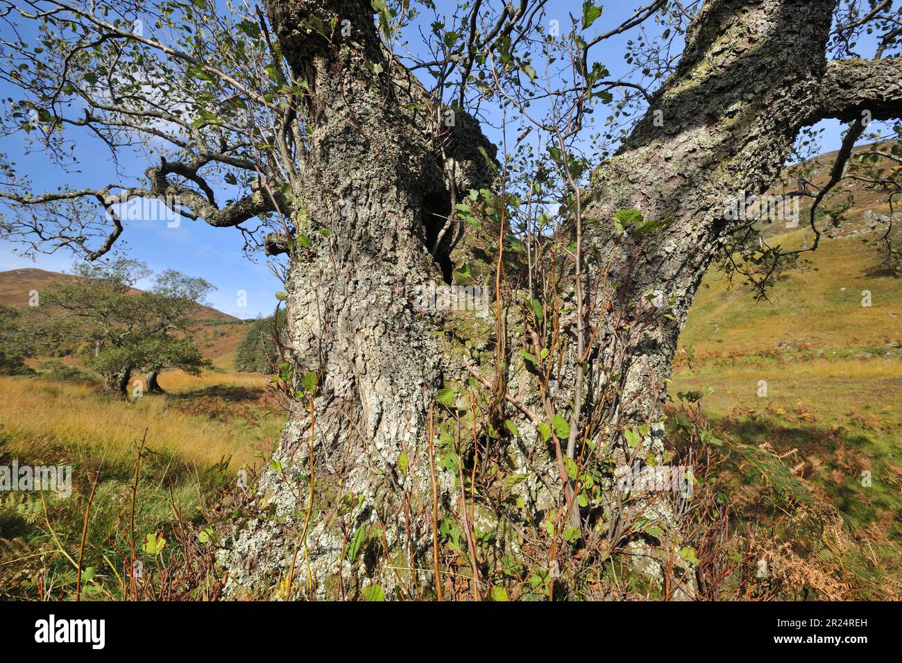 Alder (Alnus glutinosa) reifer Baum von River Farrar, Glen Strathfarrar, Inverness-shire, Schottland, Oktober 2010 Stockfoto