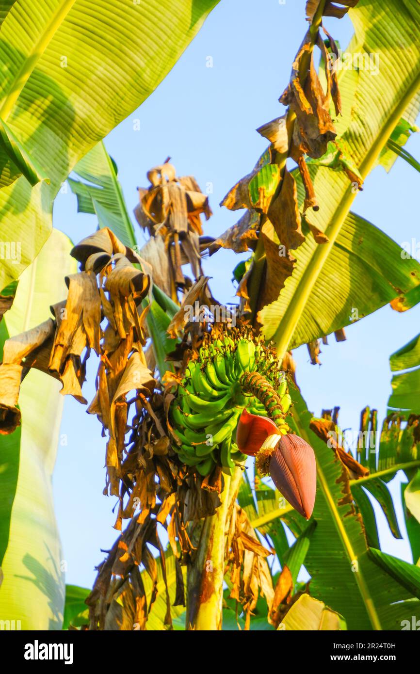 Bananen auf einem Baum in der frühen Morgensonne Stockfoto