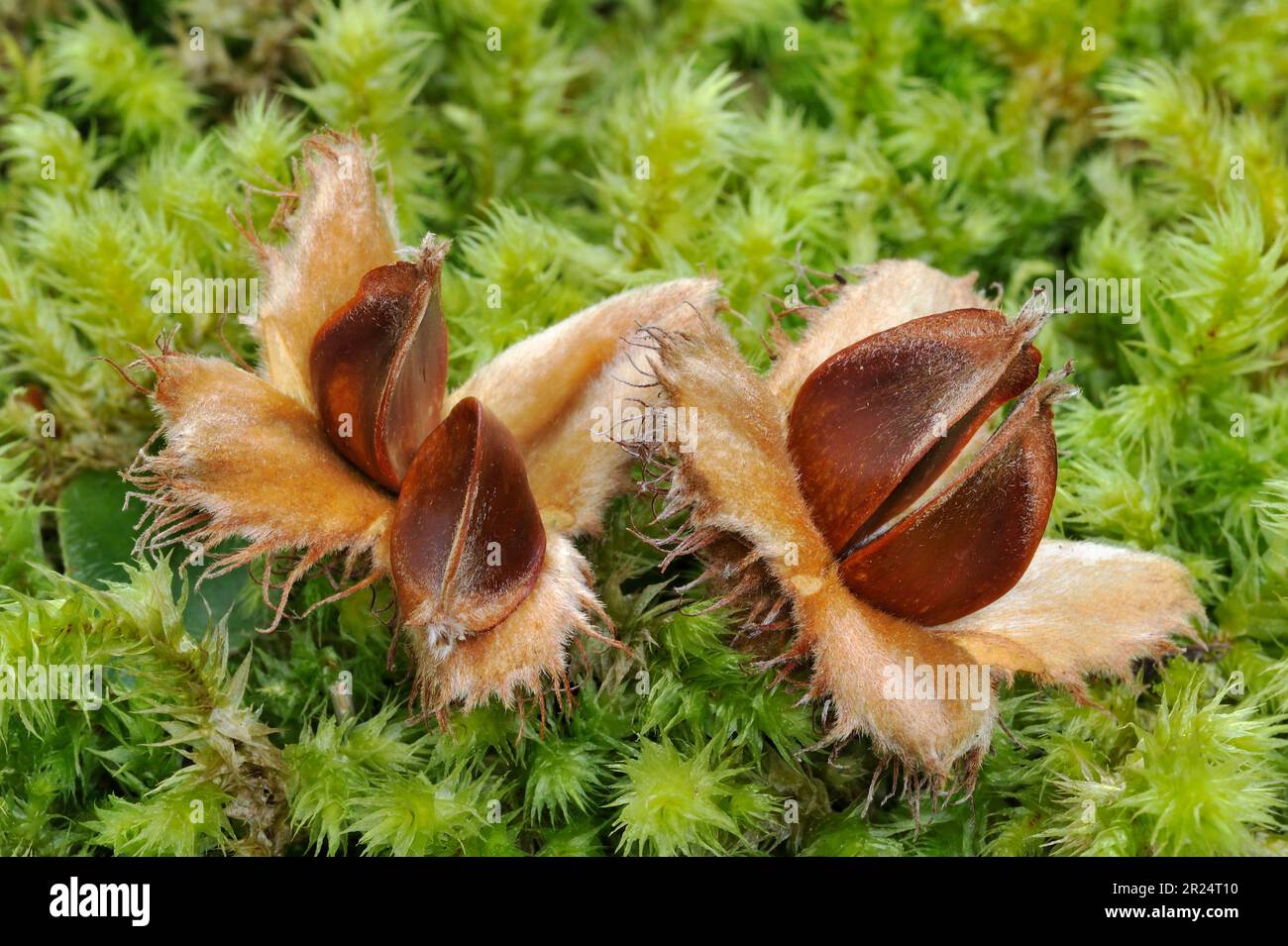 Buchensamen (Fagus sylvatica) / Mast unter dem Baum im Herbst Berwickshire, Scotalnd, September 2008 Stockfoto