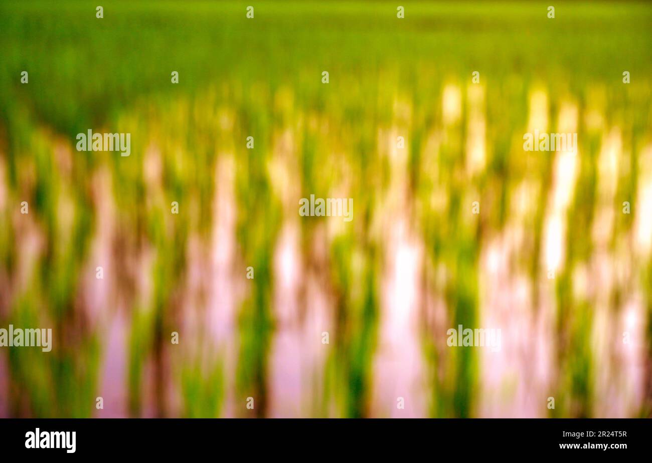 Unscharfe Reisfelder an einem sonnigen Morgen Stockfoto