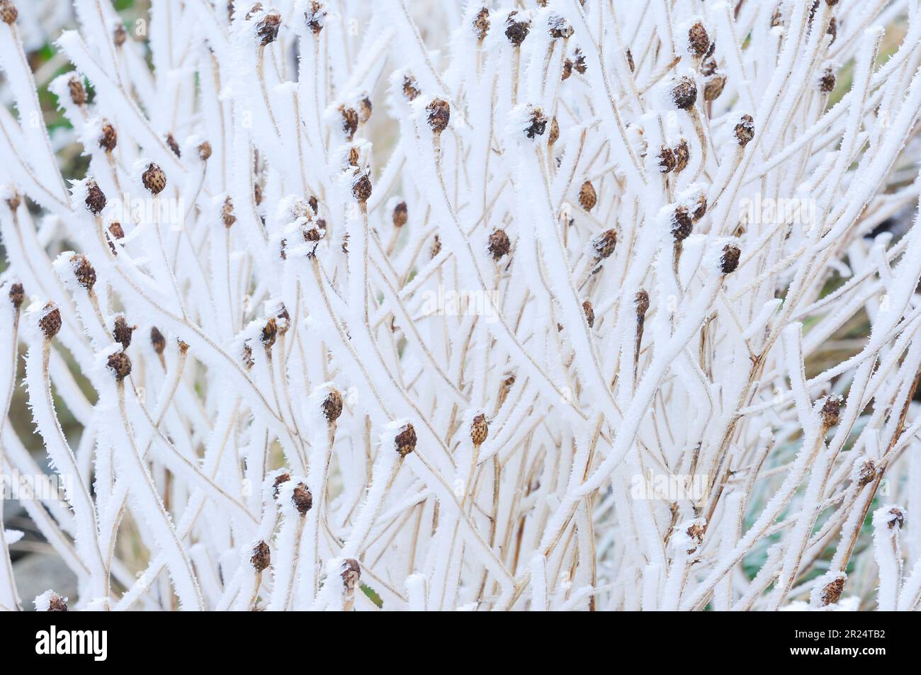 Schwarz / Gemeiner Knapweed (Centaurea nigra) tot, mattierte Stämme und Samenköpfe gegen den Fluss im Winter, Berwickshire, Schottland, Dezember 2006 Stockfoto