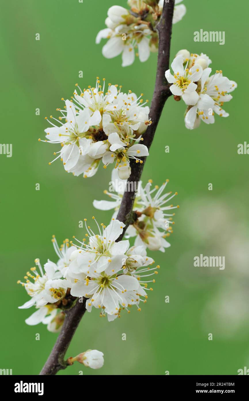 Schwarzdorn (Prunus spinosa) blüht auf einem Buschzweig in Hedgerow, Berwickshire, schottische Grenzen, Schottland, April 2010 Stockfoto