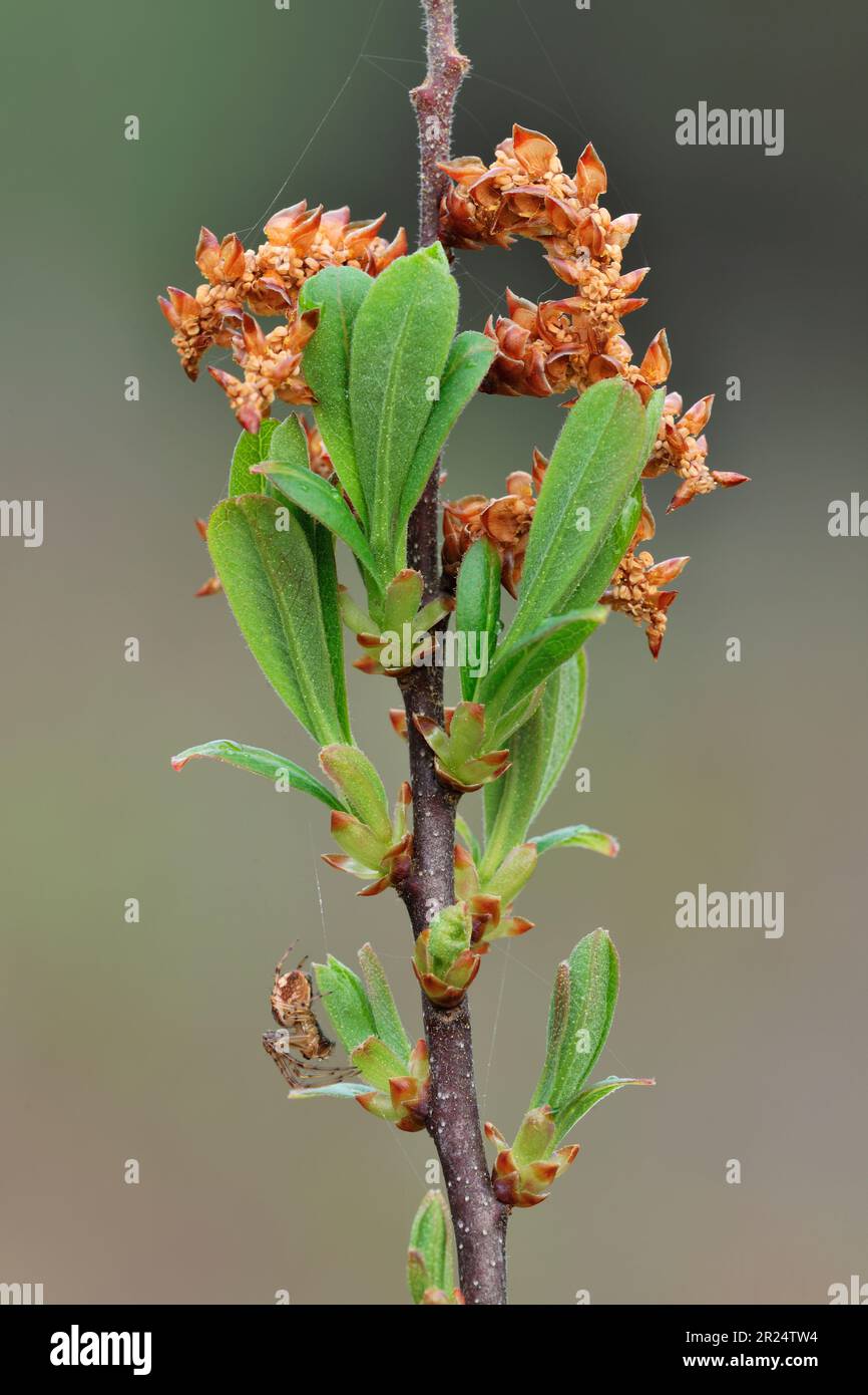 Moormyrtle (Myrica Gale) mit männlichen Katzenmuscheln und frischem Blattwachstum und Spinne, die neben dem Boden des Pony Path, Beinn Eighe NNR, Schottland, wächst Stockfoto