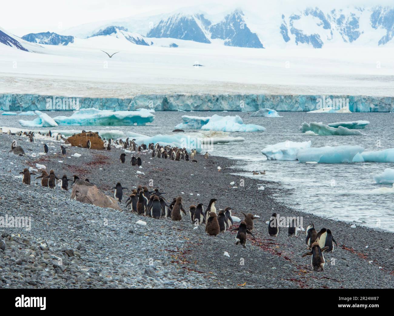 Brown Bluff, Antarktis. Pinguine am Strand auf der Tabarin-Halbinsel, Antarktis. Stockfoto