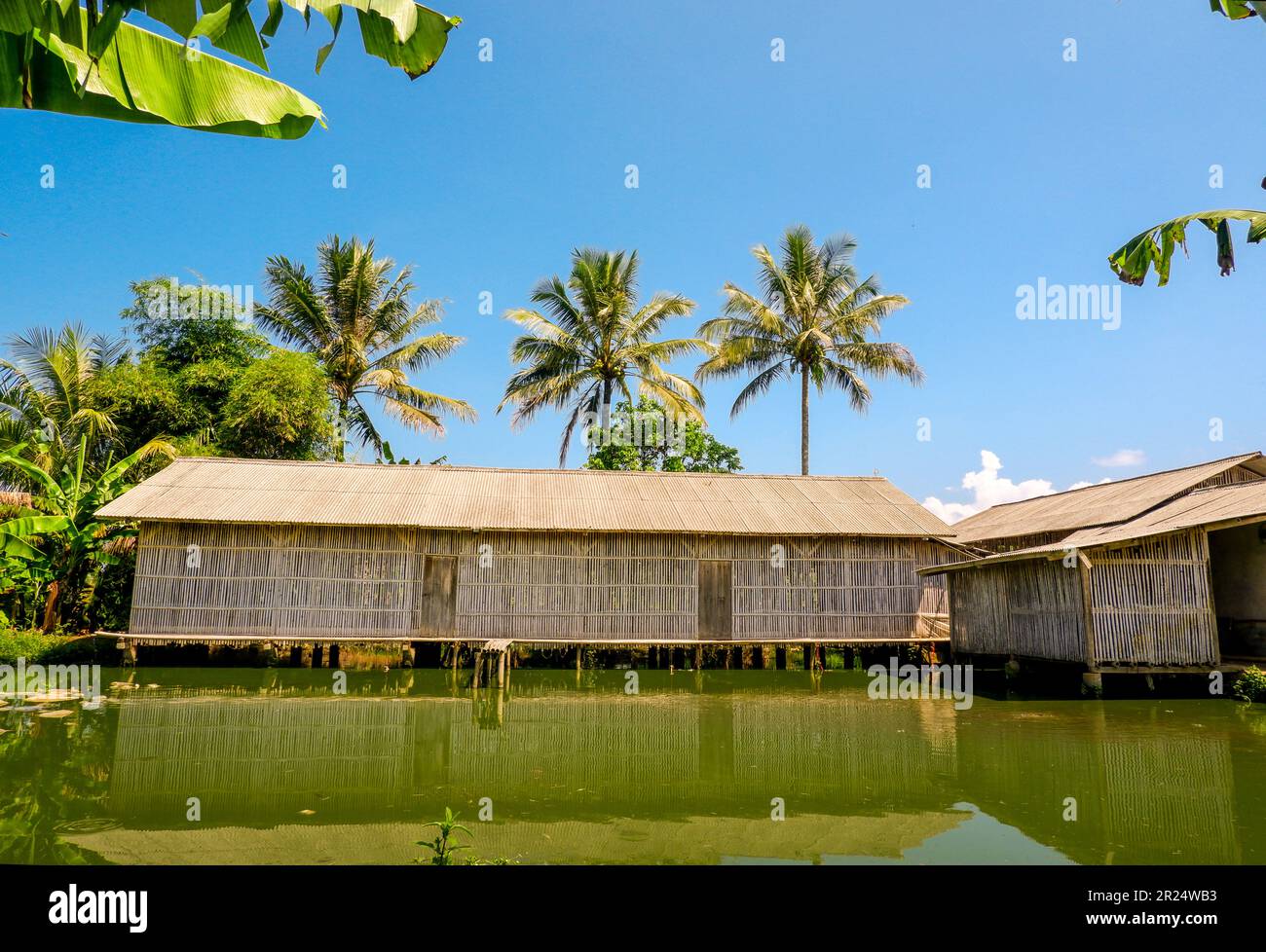 Kokosnussbäume und Reisfelder mit blauem Hintergrund Stockfoto