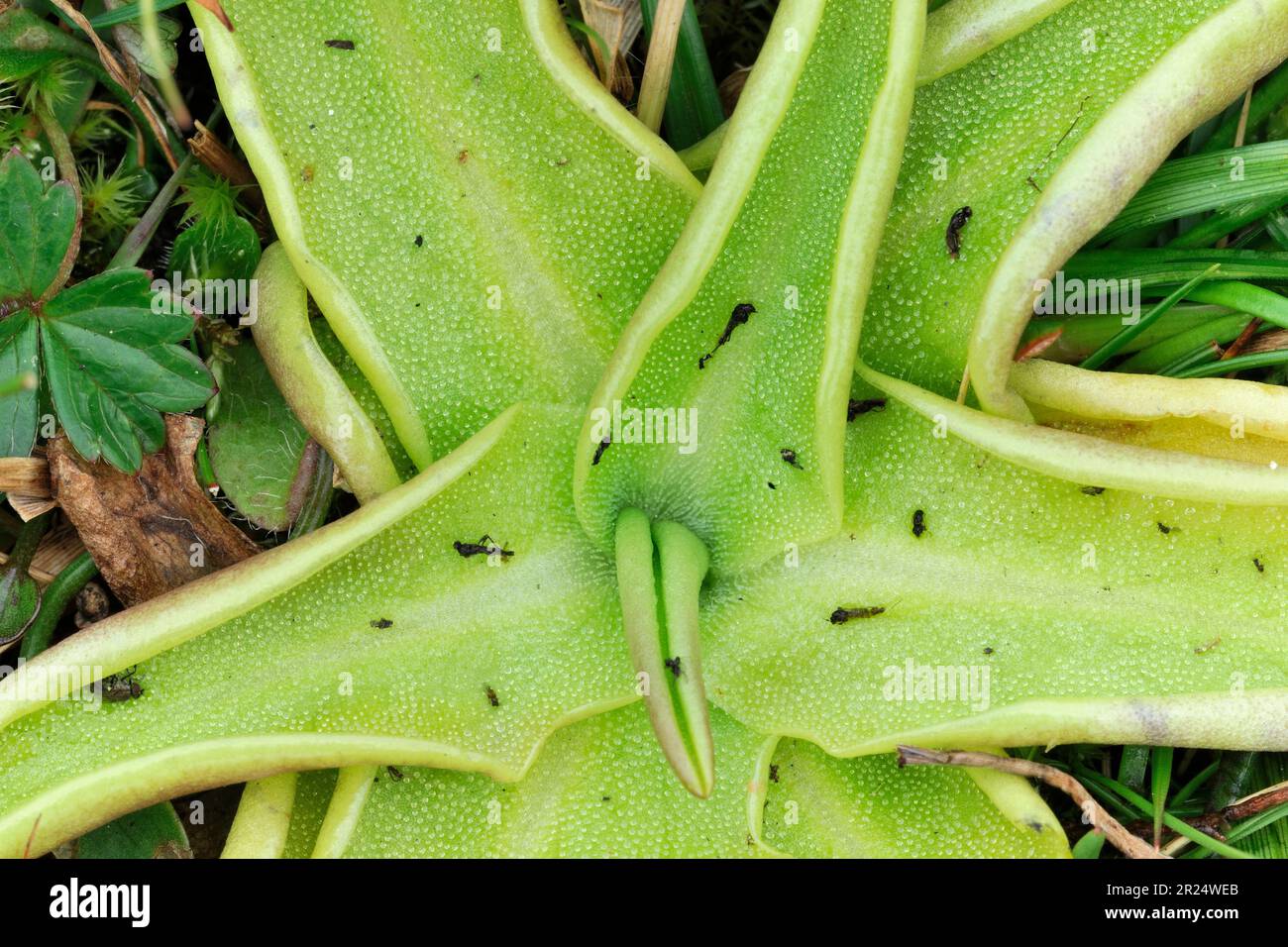 Gemeine Butterkraut (Pinguicula vulgaris) Nahaufnahme der Basalblätter mit Überresten teilweise verdauter Insekten, Insel Harris, Äußere Hebriden, Schottland, Stockfoto