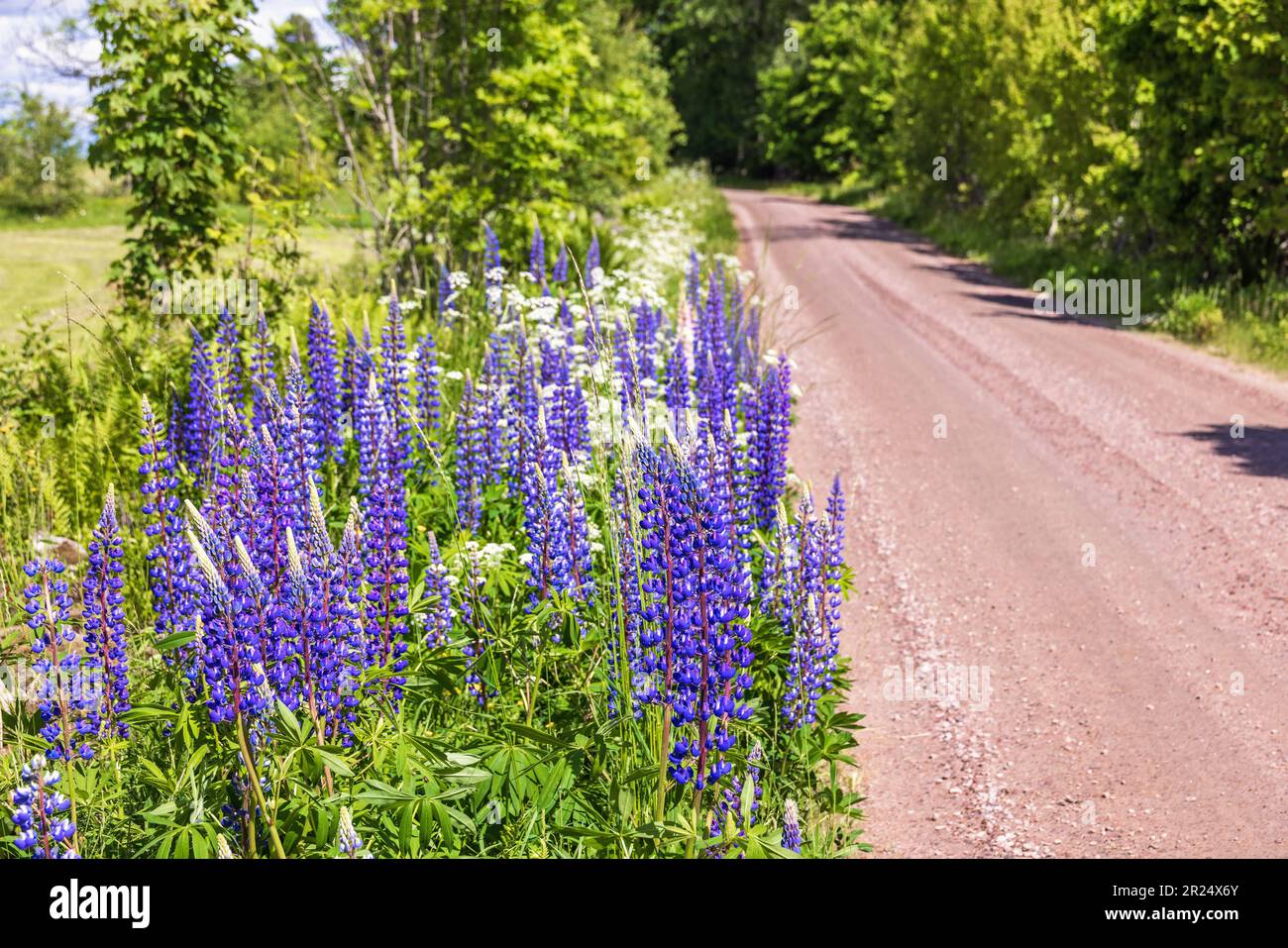 Blühende Lupinen am Straßenrand Stockfoto