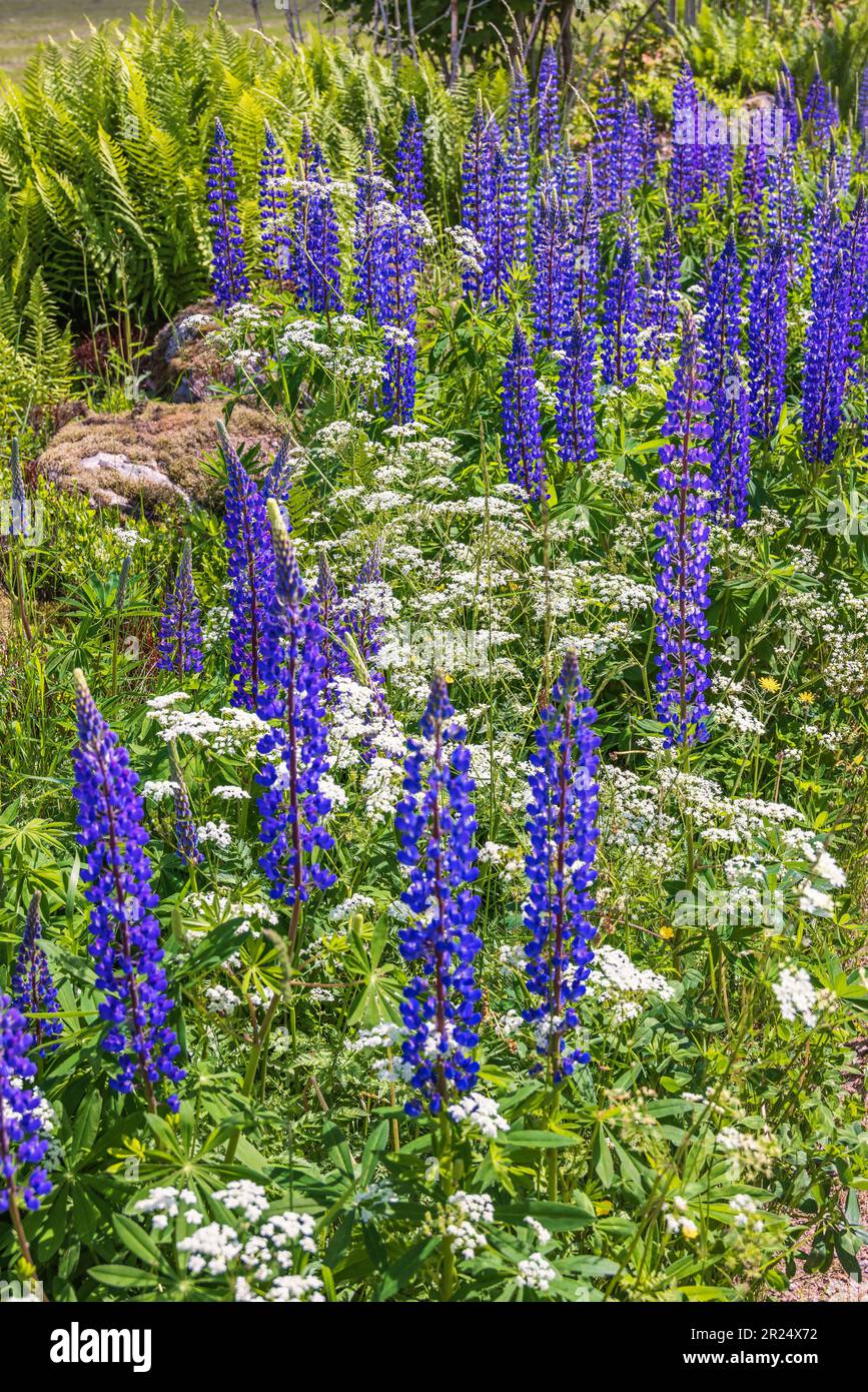 Lupinenblumen auf einer sonnigen Wiese Stockfoto