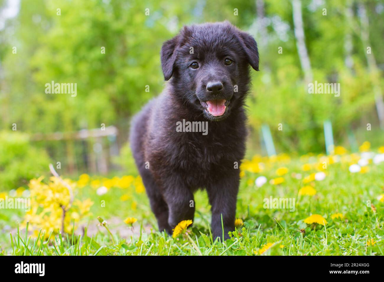 Kleiner süßer schwarzer Hirtenhund auf dem Rasen außerhalb der Stadt in der Natur an einem sonnigen Tag. Perfekt für Tierfreunde und fröhliche Designs Stockfoto