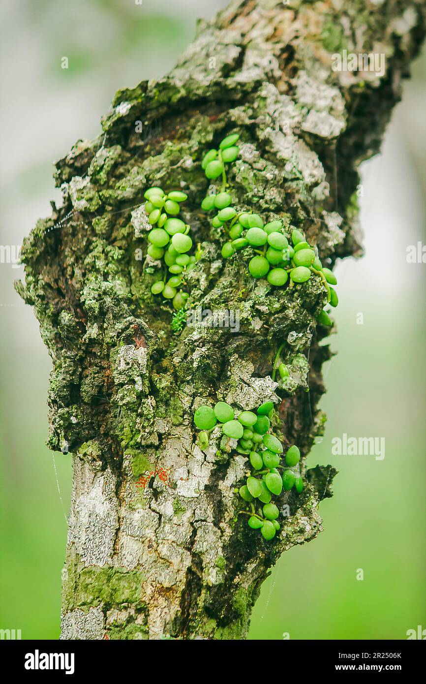 Flechten an Bäumen in Natur und Umwelt mit Feuchtigkeit Stockfoto