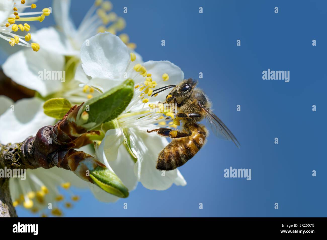 Bienen sammeln Pollen auf einer Pflaumenblüte - Nahaufnahme zum blauen Himmel Stockfoto