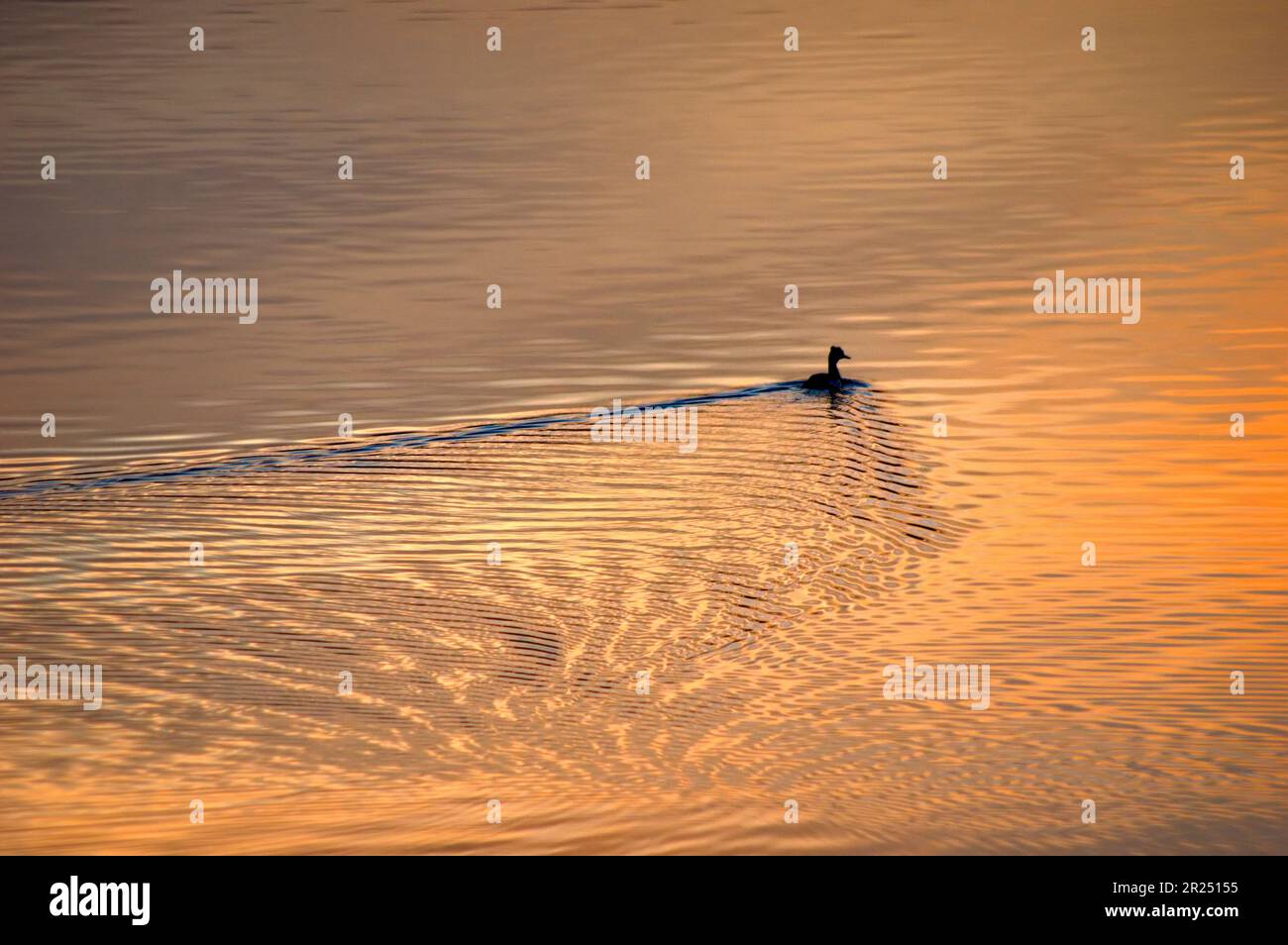 Riflessi e increspature sull'Acqua Stockfoto