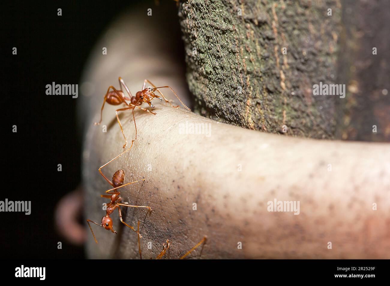 Rote Ameisen am Baum, der Name der Art Oecophylla smaragdina aus der ...