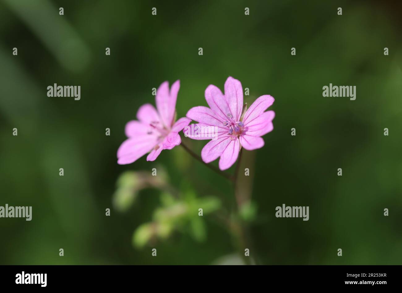 Nahaufnahme einer rosa Blume, Geranium pyrenaicum Stockfoto