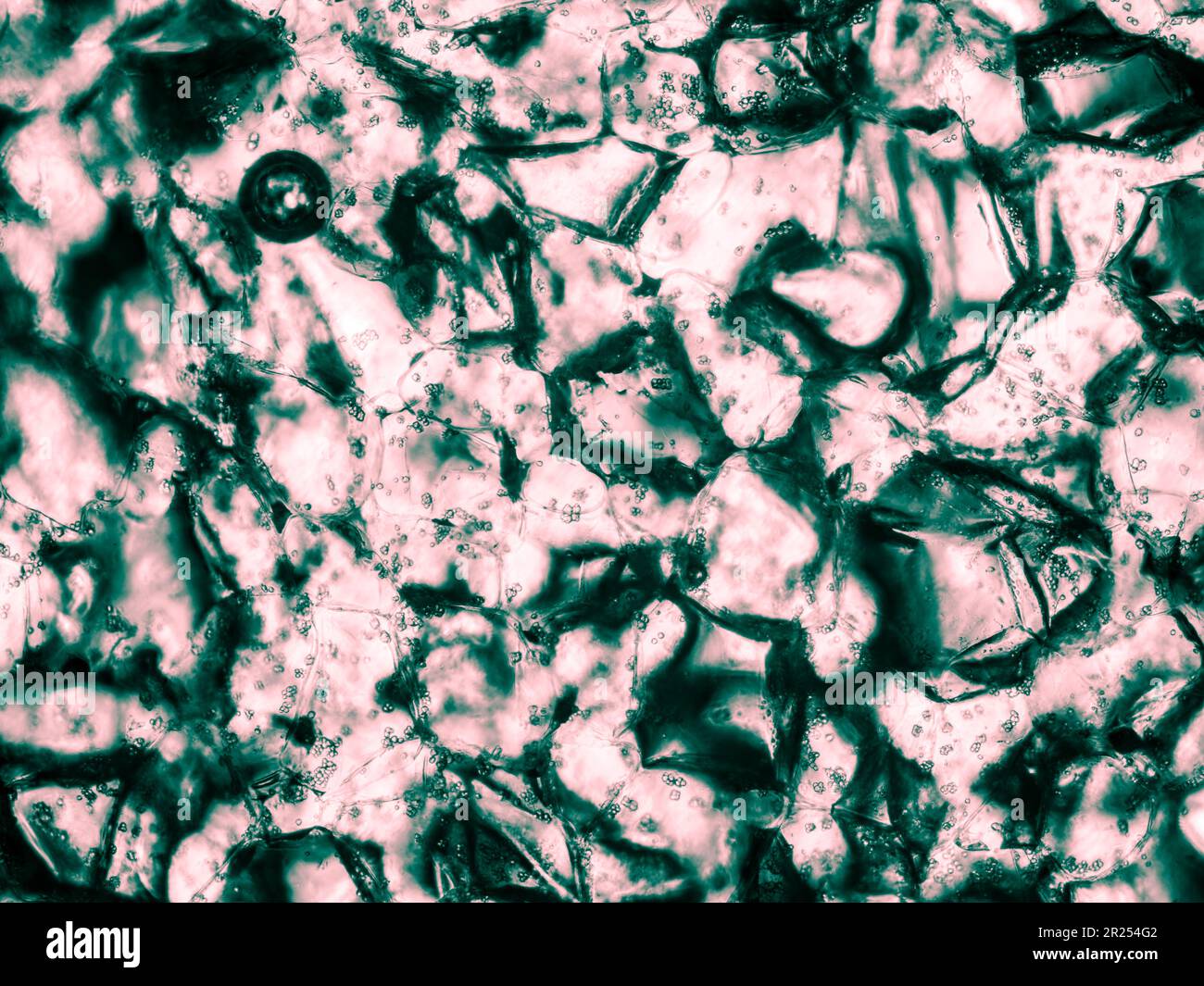 Die im biologischen optischen Mikroskop sichtbare Squashzelltextur. Die Farben wurden geändert, um das künstlerische Erlebnis zu verbessern und die Sichtbarkeit und den Kontrast zu erhöhen Stockfoto