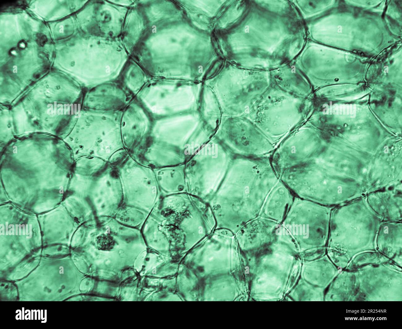 Die im biologischen optischen Mikroskop sichtbare Squashzelltextur. Gefärbt für ein besseres künstlerisches Erlebnis und zur Verbesserung von Sichtbarkeit und Kontrast Stockfoto
