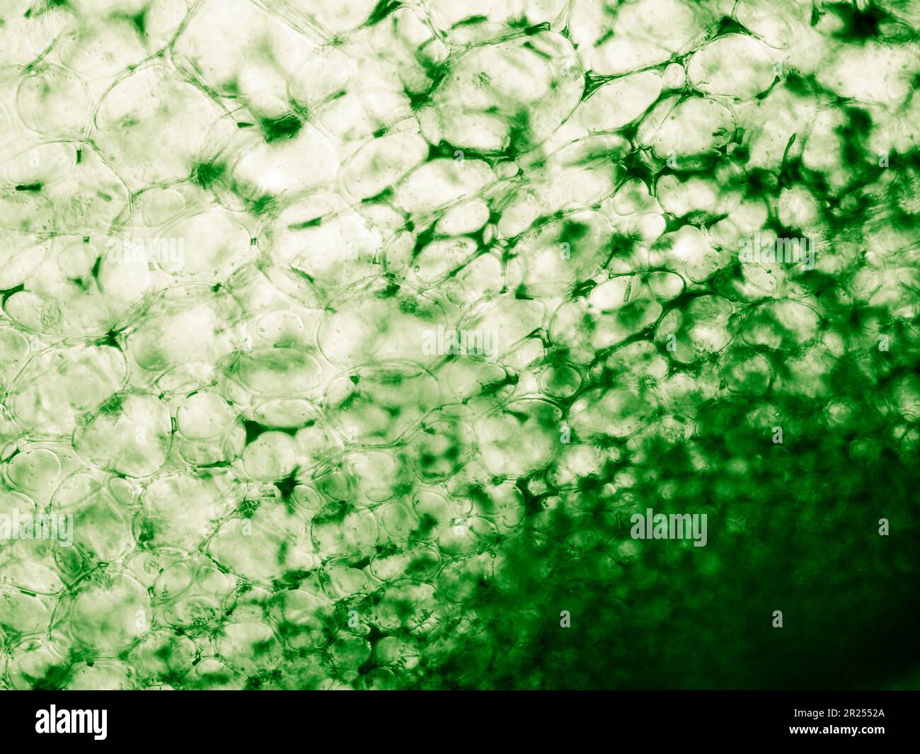 Die im biologischen optischen Mikroskop sichtbare Squashzelltextur. Gefärbt für ein besseres künstlerisches Erlebnis und zur Verbesserung von Sichtbarkeit und Kontrast Stockfoto