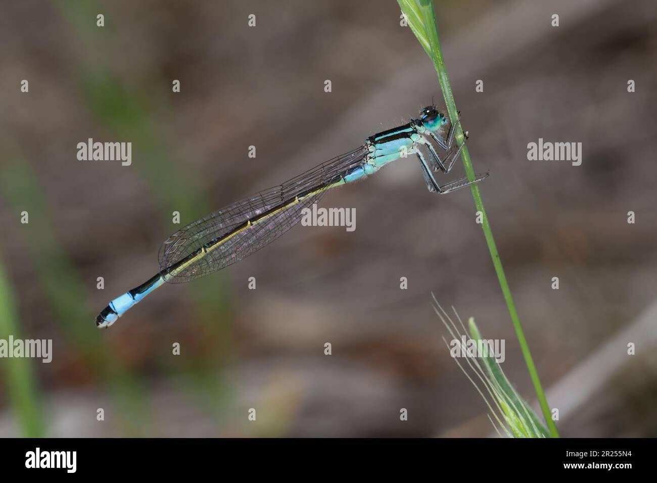 Große Pechlibelle, Große Pechlibelle, Pechlibelle, Weibchen, Pech-Libelle, Ischnura elegans, gemeine Ischnura, Ischnura, Blauschwanzdamselfliege, gemein Stockfoto