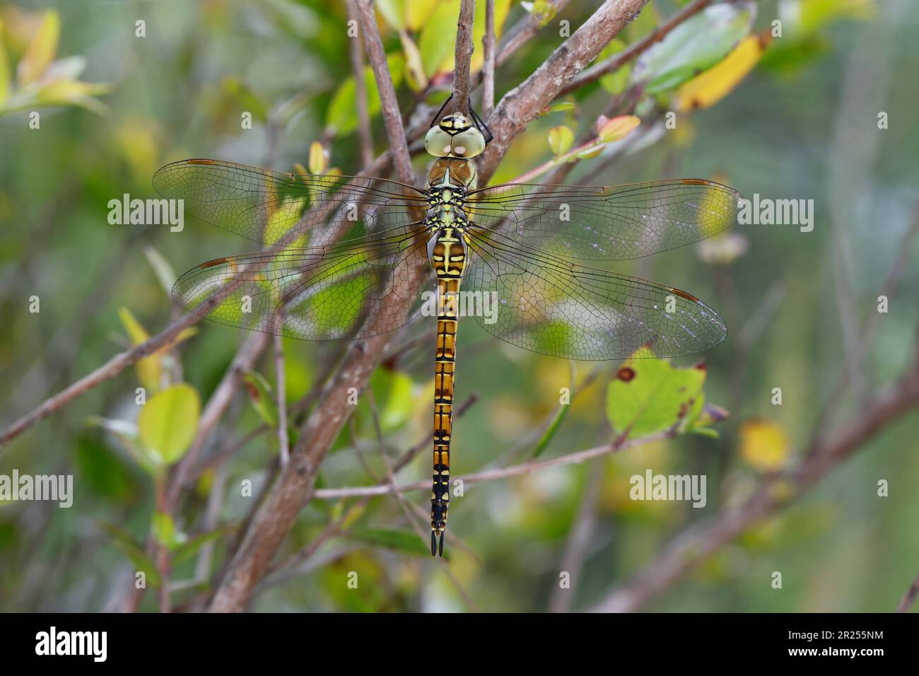 Südliche Mosaikjungfer, Weibchen, Aeshna affinis, Süd-Wanderhawker, blauäugiger Falke, Weiblich, Æschne affine, l'æschne affine, Edellibelle, Aesh Stockfoto