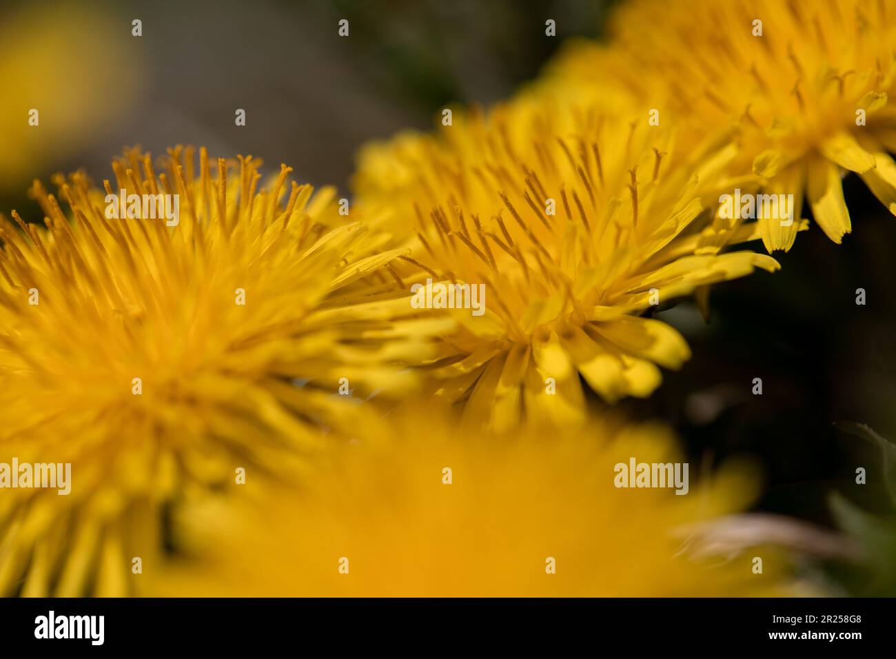 Löwenzahn Blüte. Stockfoto