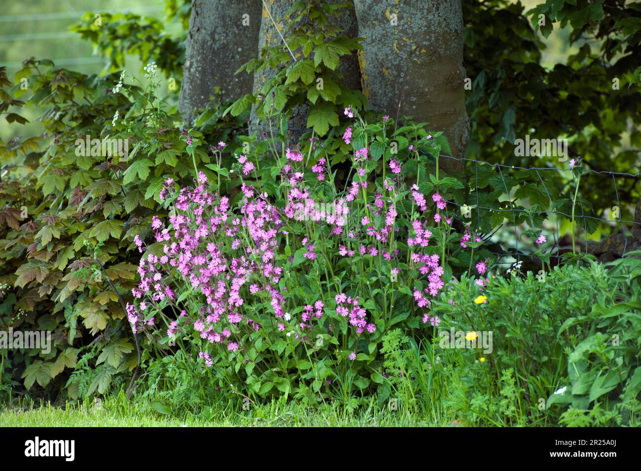 Masse roter Campion Silene Dioica Blumen, die unter einem Sycamore Baum wachsen, blühen aus Saatgut, das 2022 ausgesät wurde, ist jetzt Mai 2023, England Stockfoto