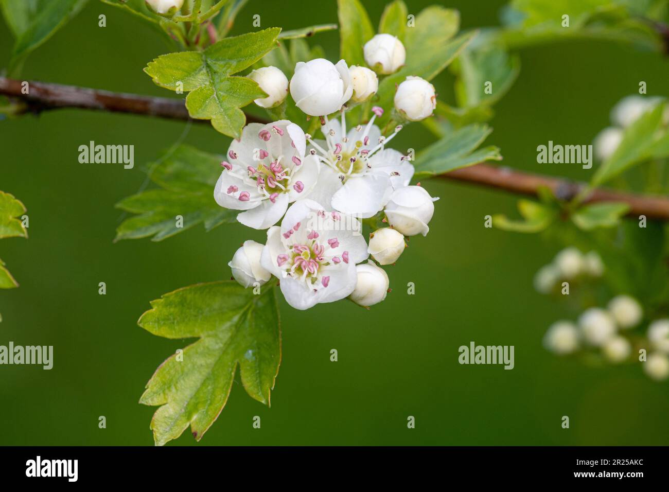 Weißdornblüte (Crataegus monogyna) im Frühjahr oder Mai, ein gewöhnlicher Heckenbaum, England, Großbritannien Stockfoto