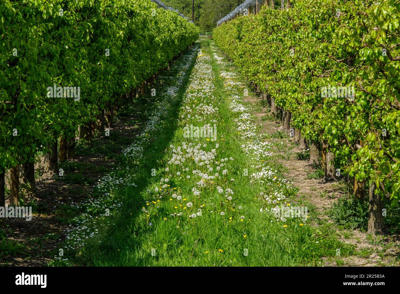 Obstgarten in den Boucles de seine || Verger a Anneville-Ambourville dans les Boucles de seine Stockfoto