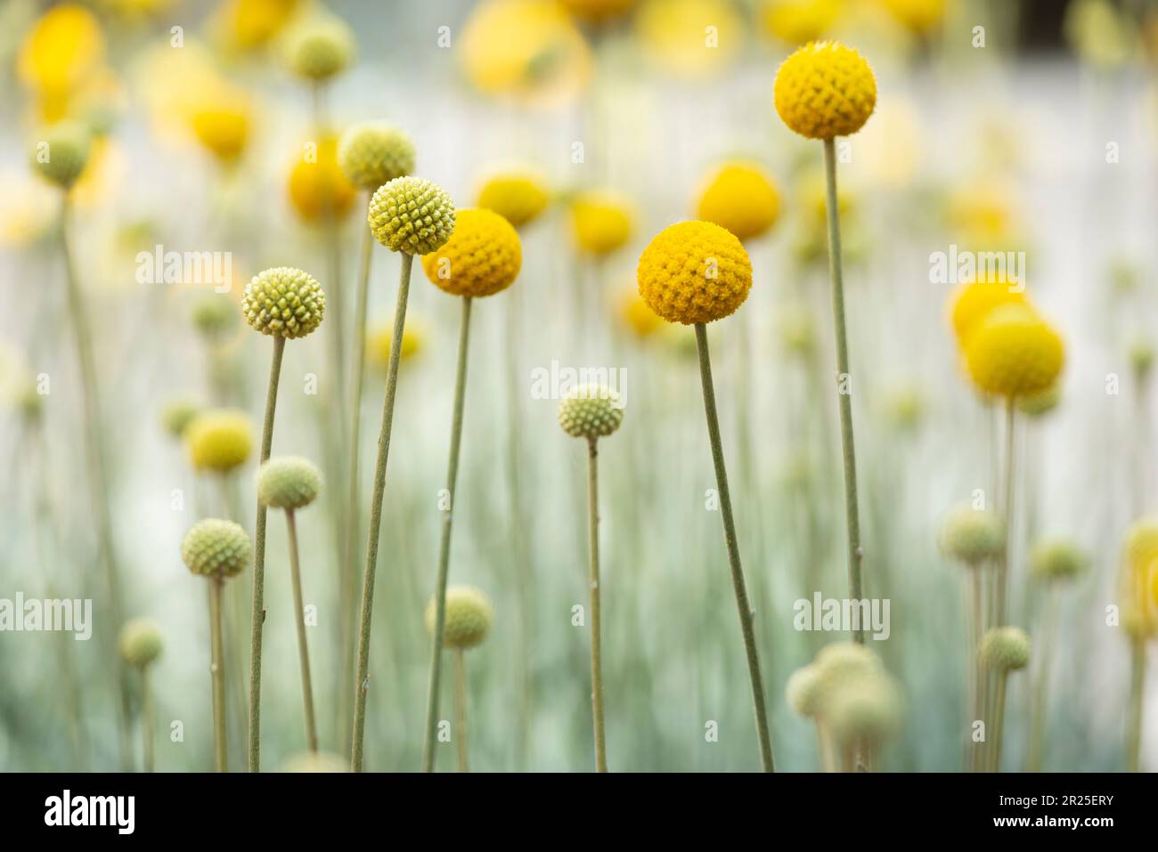 Billy Buttons Flowers, Craspedia Globosa Stockfoto