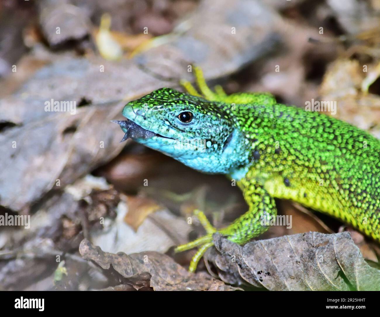 Europäische grüne Eidechse - Lacerta viridis männlicher Kopf, Nahaufnahme Stockfoto