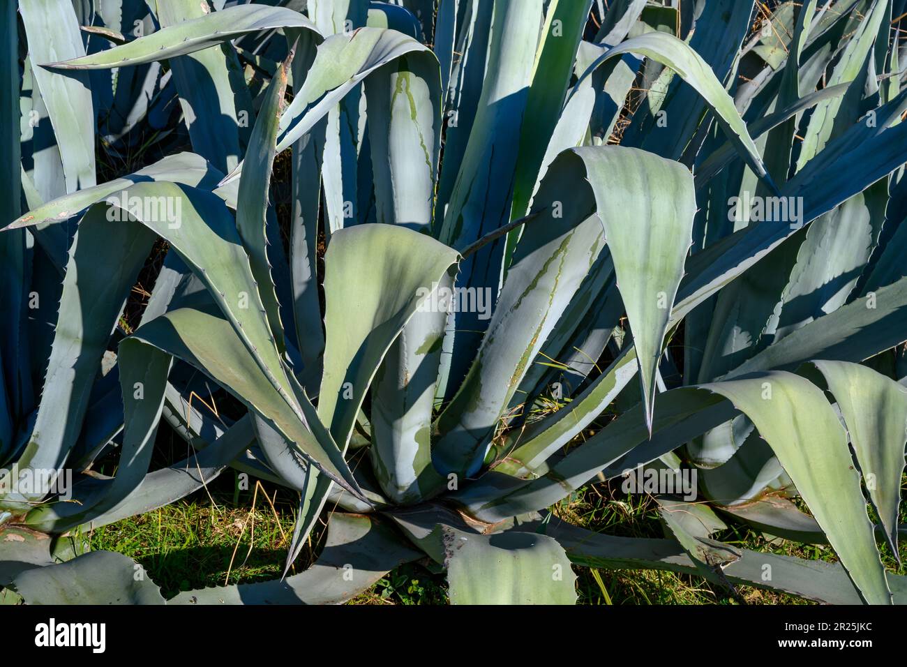 Agave-Kaktus-Dickicht in einem tropischen Park Stockfoto