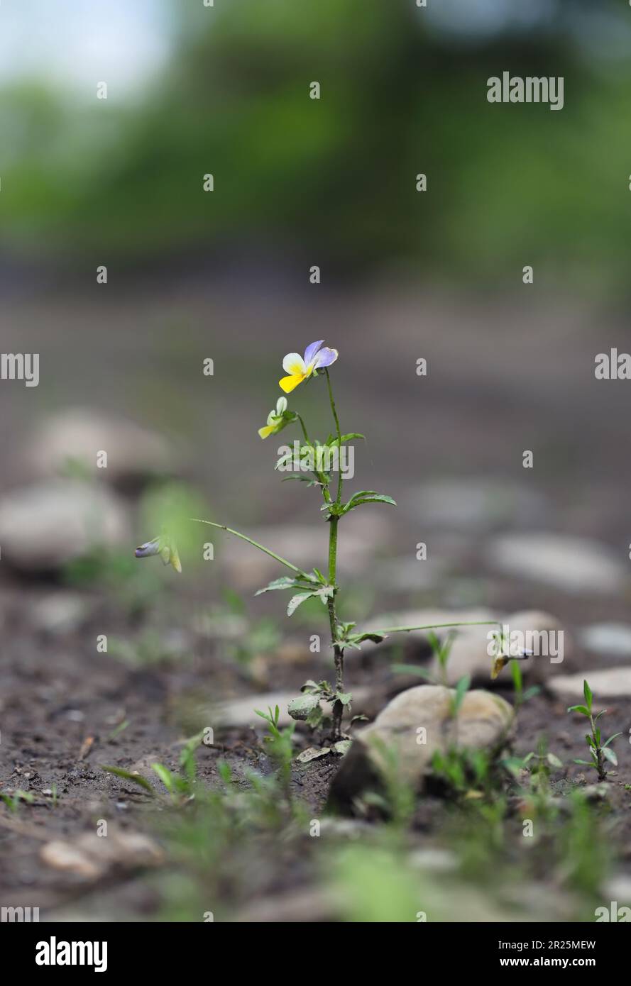 Eine Blume allein auf der Landstraße Stockfoto