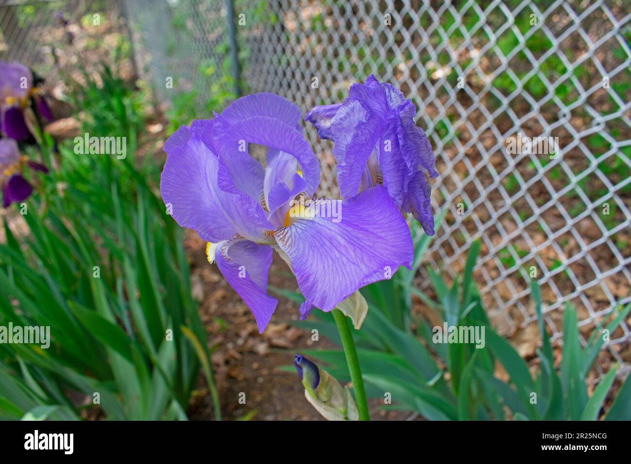 Große, hellblaue, bärtige Irisblüte, neben einem Kettenzaun mit einem verschwommenen Hintergrund aus grünen Blättern -19 Stockfoto