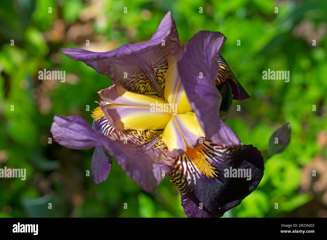 Große, lila, bärtige Irisblume auf absichtlich verschwommenem Hintergrund mit grünen Blättern -20 Stockfoto
