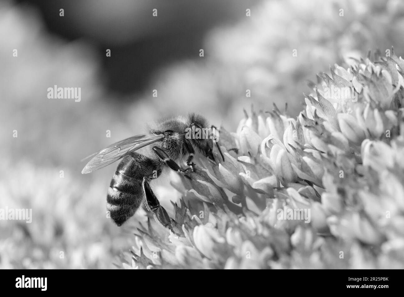 Schwarzweißbild einer Honigbiene, die Pollen auf Hylotelephium „Herbstfreude“ sammelt (rosa Sedum) Stockfoto