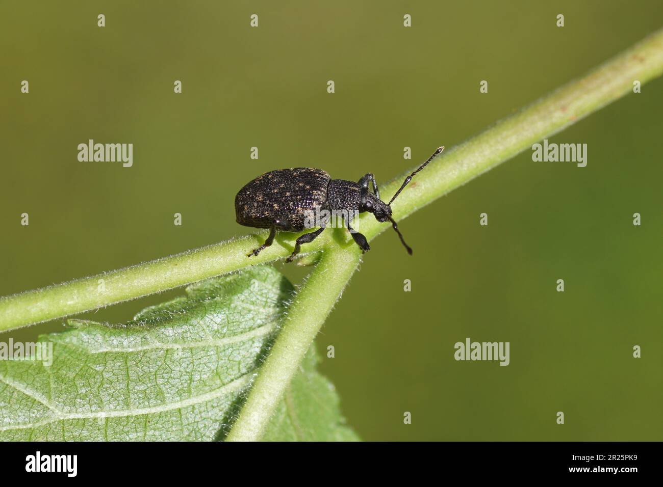 Schwarzer Weinkäfer (Otiorhynchus sulcatus) auf einem Ulmenblatt. Stamm Otiorhynchini. Subfamilie Breitnasenweevils (Entiminae). Familie Curculionidae. Stockfoto