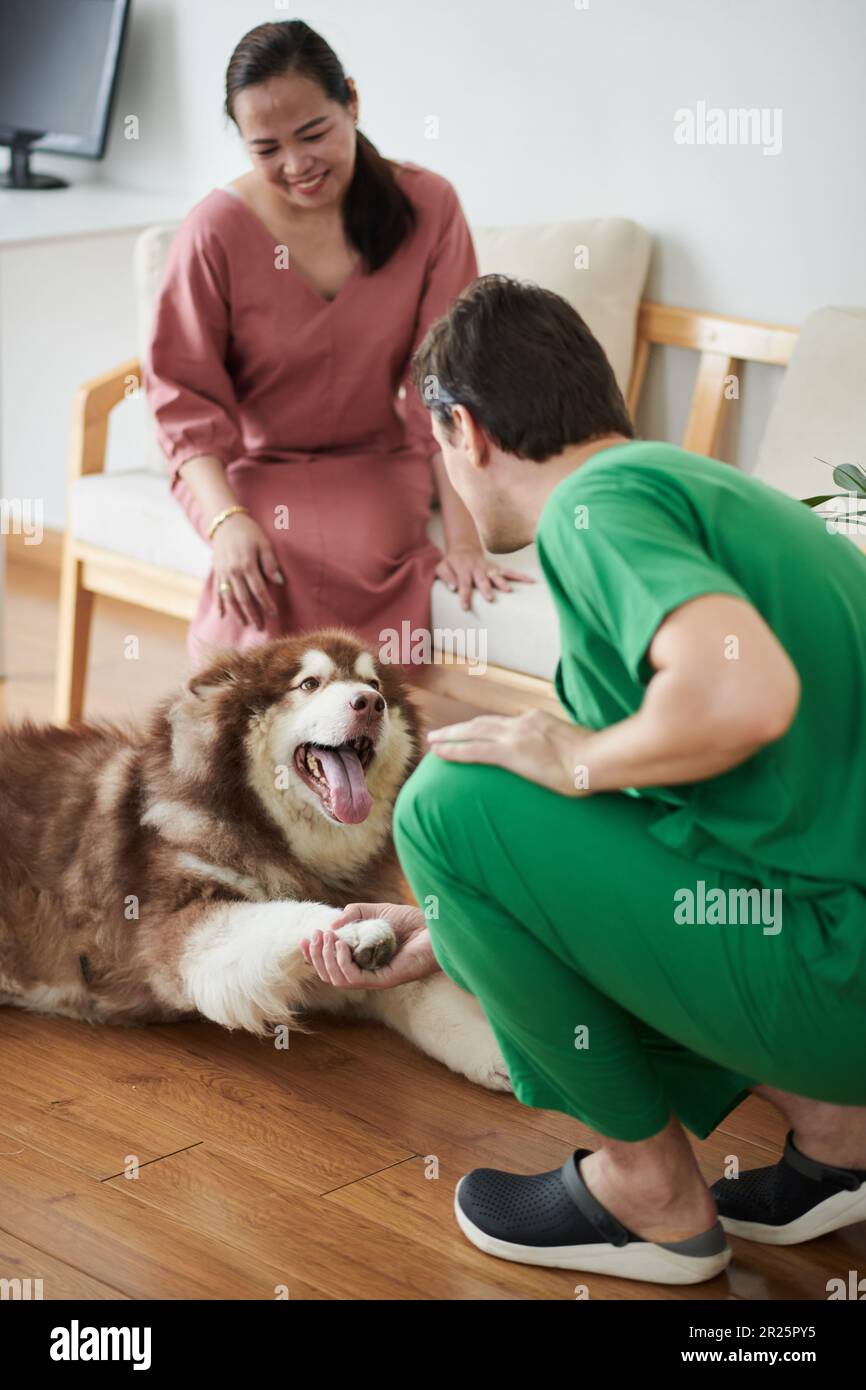 Lächelnde Frau mit samoyerten Hund, die eine Tierärztin zur jährlichen Untersuchung besucht Stockfoto