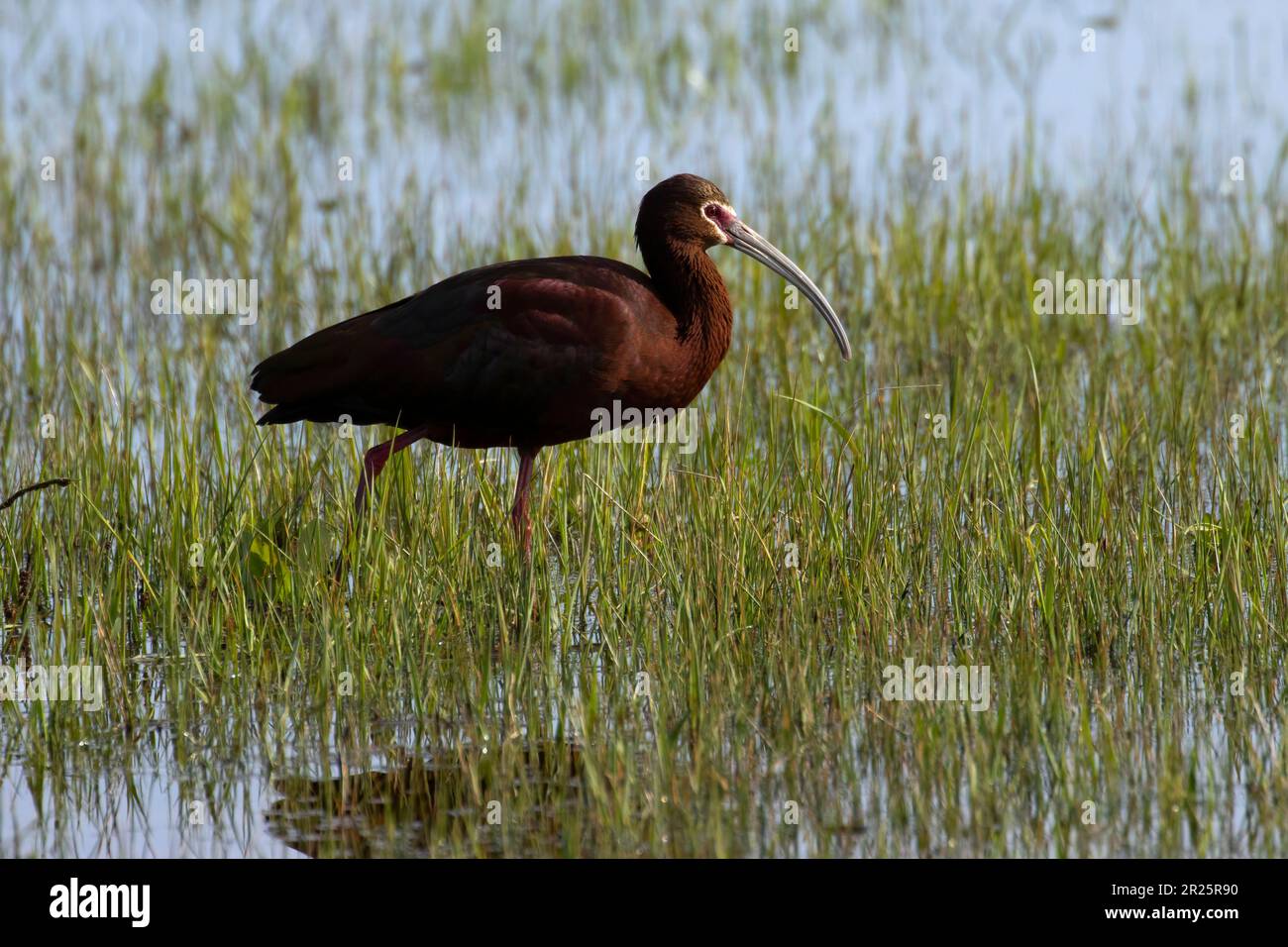 Weißgesichter Ibis (Plegadis chihi), Harney County, Oregon Stockfoto