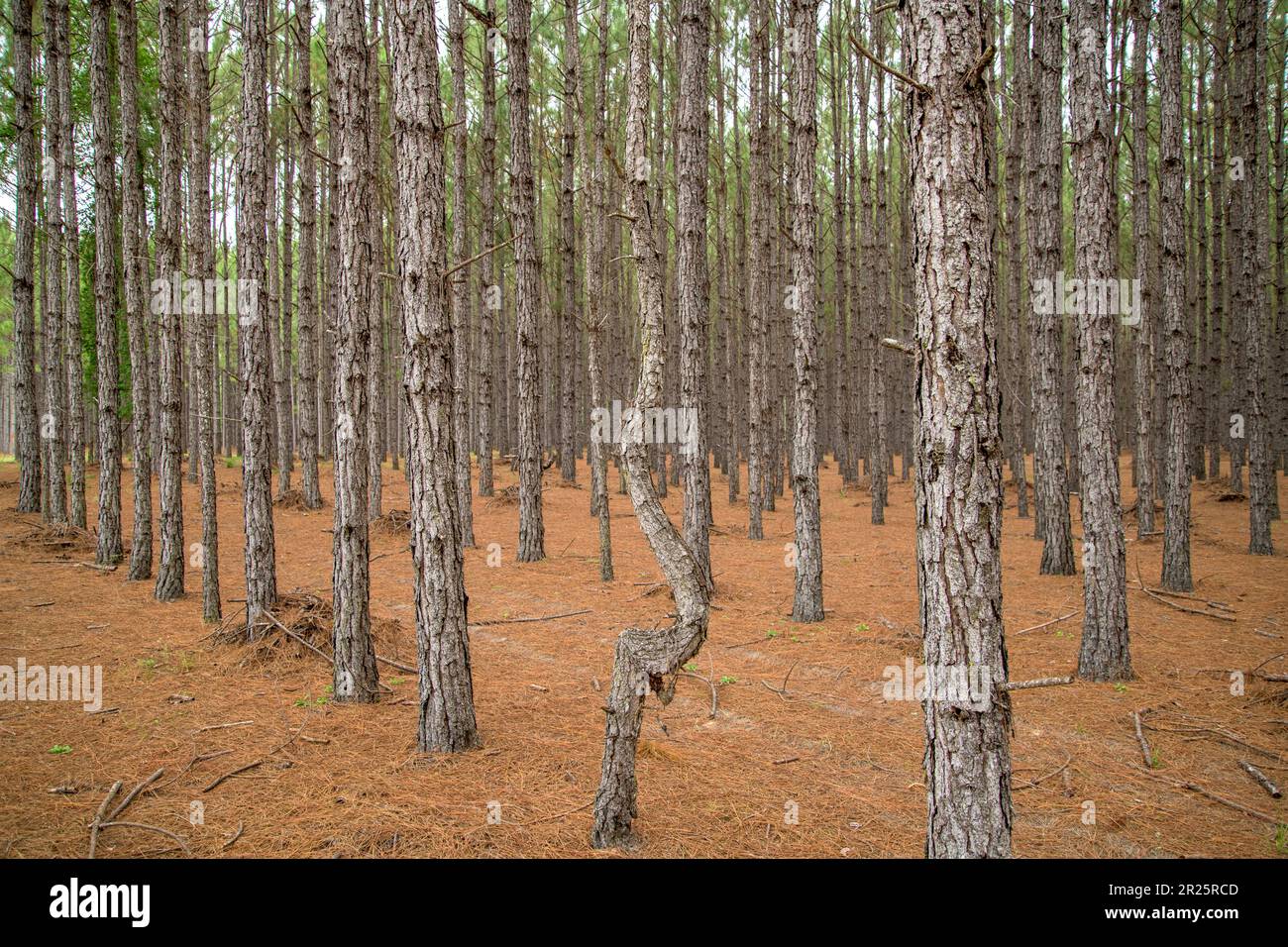 Verformen Sie den Baum in gerade gepflanzten Kiefernreihen Stockfoto