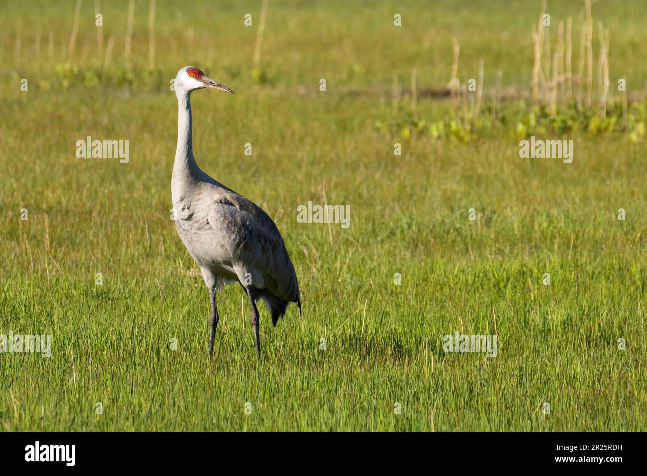 Sandhill Crane (Antigone canadensis), Harney County, Oregon Stockfoto