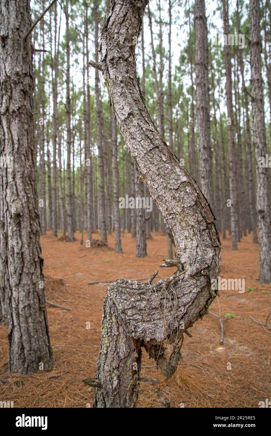 Verformen Sie den Baum in gerade gepflanzten Kiefernreihen Stockfoto