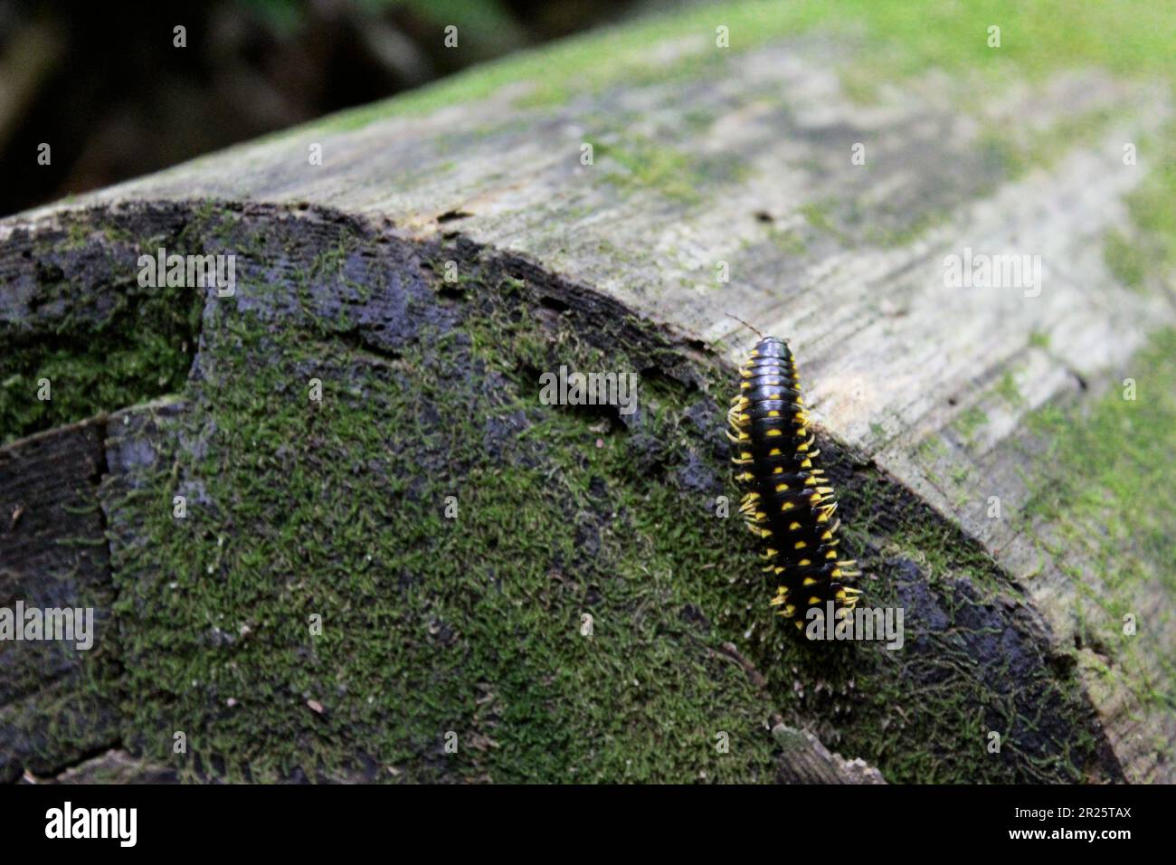 Gelbbbbein-Millipede, sie sind auf gefallenen Ästen wie diesem zu finden. Leuchtend gelbe Beine, die unter UV-Licht leuchten. Aufgenommen in den Appalaien, NC Stockfoto